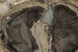Long, Petrified Wood (Schinoxylon) Limb - Blue Forest, Wyoming #222177-1